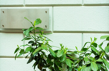 Metal nameplate or sign board on wall background. Place for name office or restorant on white wall. Logo.