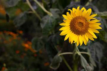 Background with sunflower. Sunflower on a background with bokeh.