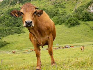 cow in the meadow © Maria