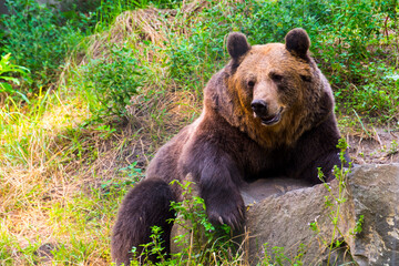 Naklejka na ściany i meble Brown bear is embracing a rock in a grassland