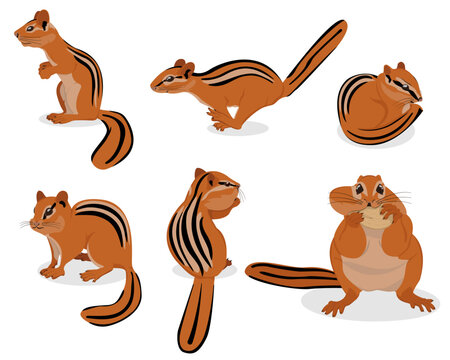 Vector illustration of chipmunks in different poses. Isolated image of rodents