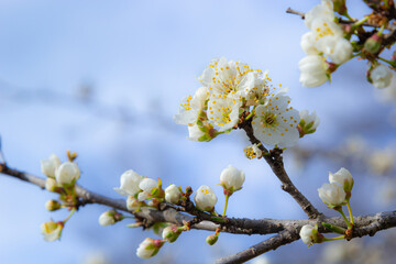 The white plum blossom is the flower representing the early spring © Oleh Marchak