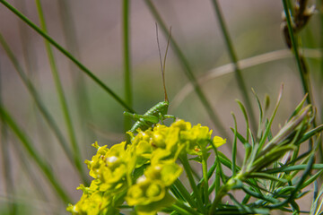 Spring euphorbia cyparissias, cypress spurge flowers closeup selective focus