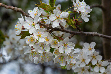 White cherry blossoms in spring sun. Selective focus of Beautiful cherry blossom. Beautiful cherry blossom background. Blossoming branches of a cherry tree in sunlight