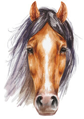 Brown horse portrait. Full face animal illustration.