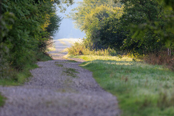 A dirt road between bushes with mowed meadow at the edges and hay