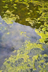 Stagnant water background with algae emerging on surface in a lake