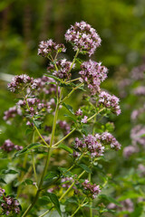 Close up view of pinc and lilac flowerheads of blooming oregano, origanum vulgare. Selected focus, blurred background