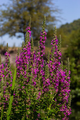 Obraz premium Lythrum salicaria - purple loosestrife, spiked loosestrife, purple lythrum