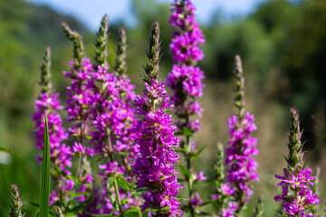 Obraz premium Lythrum salicaria pink flowers, purple loosestrife, spiked loosestrife, purple lythrum on green meadow