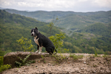 A beautiful dog sits on the edge of a mountain. American Staffordshire Terrier. Mountains in the fog in the background. Beautiful nature.