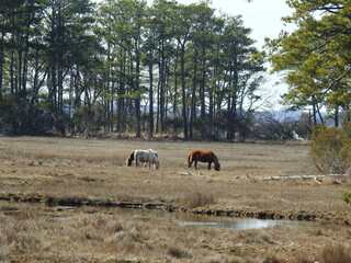 Wild horses grazing on the grasses growing on Chincoteague Island, National Wildlife Refuge, Virginia. 