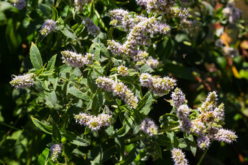 In the wild grows mint long-leaved Mentha longifolia