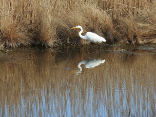 Fototapeta premium Great egret stalking the wetland waters for aquatic insects and other tiny animals to eat, at the Chincoteague Island, National Wildlife Refuge, Accomack County, Virginia. 