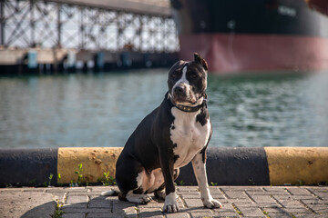 A beautiful dog sits on the seashore. Large ship in the background. Black and white dog. American Staffordshire Terrier.