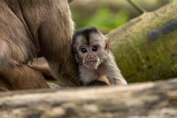 Capuchin monkey of south america