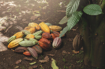 Raw harvest cacao pod pile