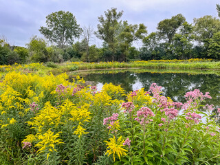 Autumn native wetland plants blooming around a pond with clouds and trees in the background.