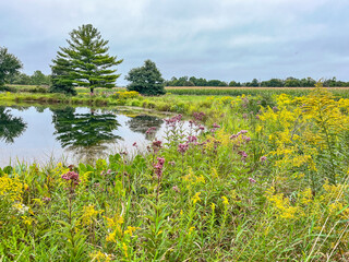 Native goldenrod and Joe Pye Weed blooming in the autumn around a pond on a farm with a corn field...