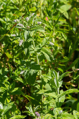 In the wild grows mint long-leaved Mentha longifolia