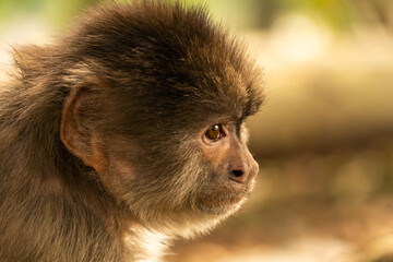 Capuchin monkey of south america