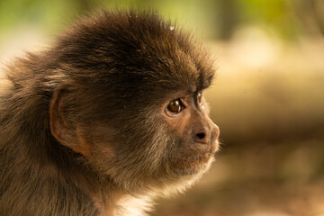 Obraz premium Capuchin monkey of south america