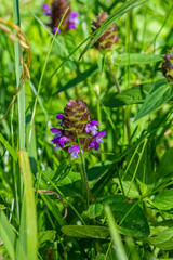 Purple wild flowers of Prunella vulgaris Utsubogusa in Japanese