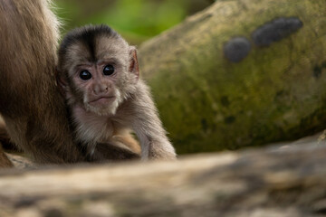 Capuchin monkey of south america