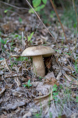 Summer cep mushroom (Boletus reticulatus) growing in the forest. Close up. Selective focus.