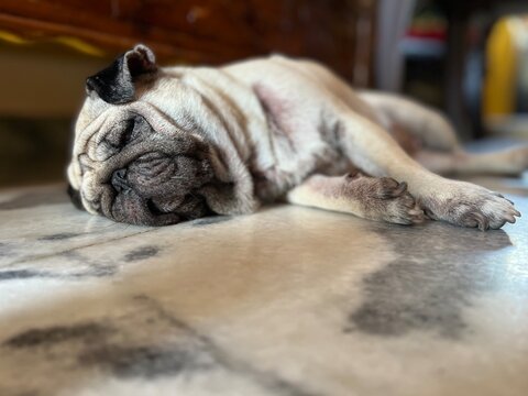 Sleeping pug