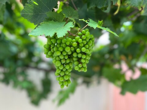 bunch of grapes