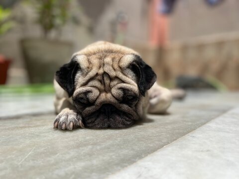 Pug in sunlight
