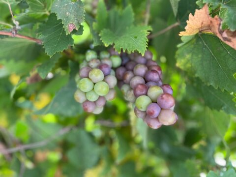 grapes on vine