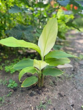 Kurkuma Plant
