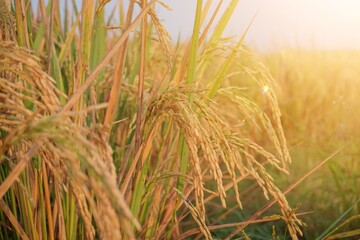 Closeup of yellow paddy rice field with golden sun rising in autumn. Agricultural concept on the countryside. 