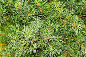 Natural background. Pine branch in the rays of the spring sun