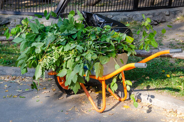 A one-wheeled garden wheelbarrow loaded with cut green branches of trees and shrubs in the park....