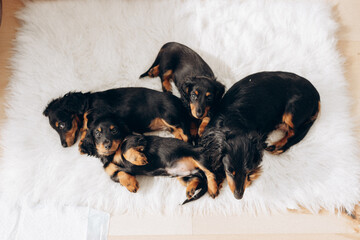 Purebred Dachshund puppies with their mother on white background. 8 week old puppies, wiener dog puppies