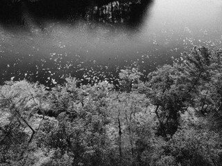 Drone image of lake with water lilies in black and white