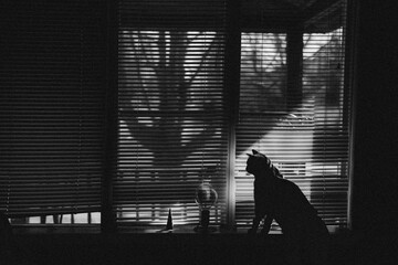 silhouette of a cat in a window