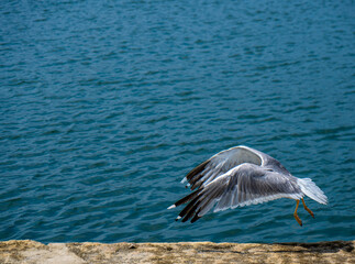 Seagull flying with wings forward near the sea in the seaport of Rianxo.