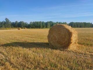 agriculture, background, close-up, harvesting, feed, field, grass, harvesting, landscape, nature, plant, rolls, stocks, straw, summer, twisted hay