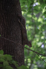 Obraz premium squirrel on tree