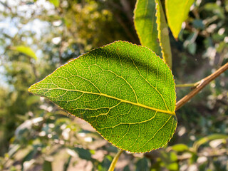 Green leaf on a tree branch