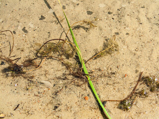 In shallow water on the shore of the pond