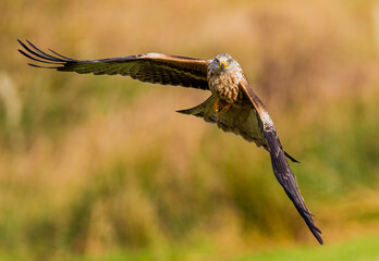 Red kite in flight