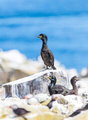 Shag on rocks