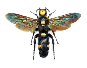 Megascolia procer sarawakensis (female)
Large Insect, Predator Wasps in White Background