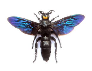 Megascolia velutina ducalis female
Large Insect, Predator Wasps in White Background