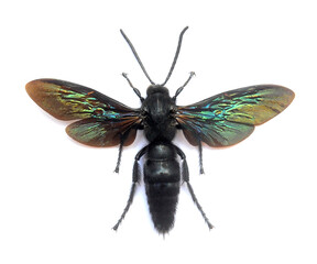 Fototapeta na wymiar Megascolia velutina ducalis (male) Large Insect, Predator Wasps in White Background